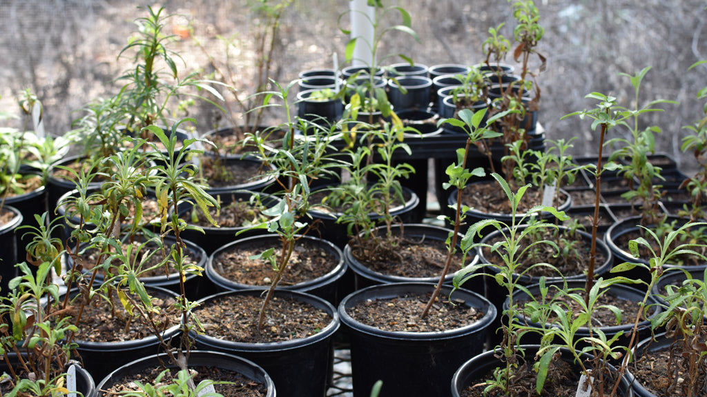 Together, We Can Plant a Forest