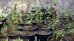 Together, We Can Plant a Forest